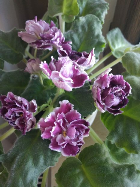  - RS-Gercoginia Liuks