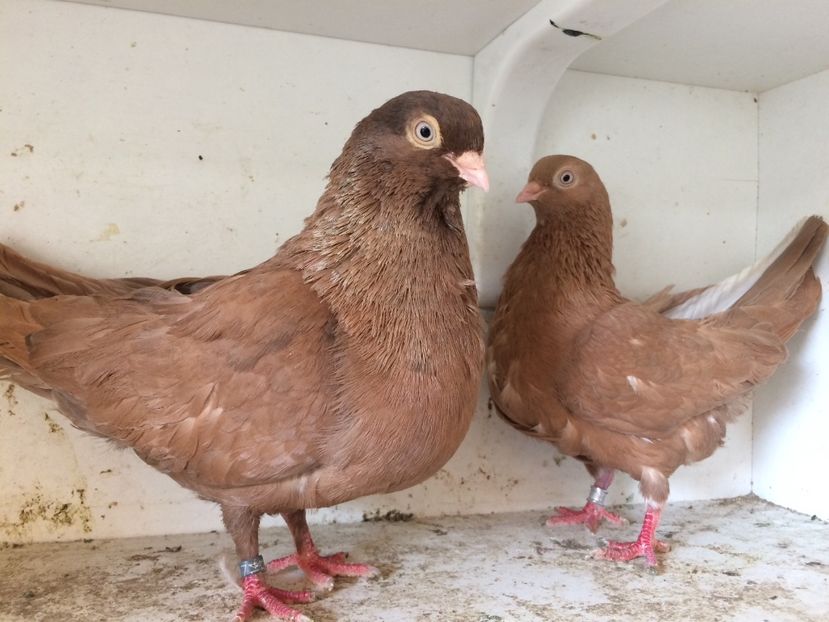 1 - 1-Perechi pana simpla 2018