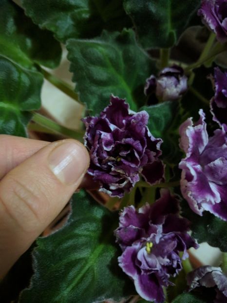  - RS-Gercoginia Liuks