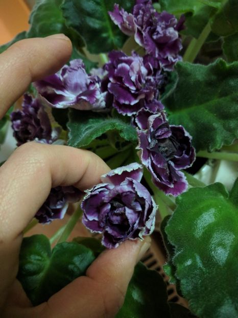  - RS-Gercoginia Liuks