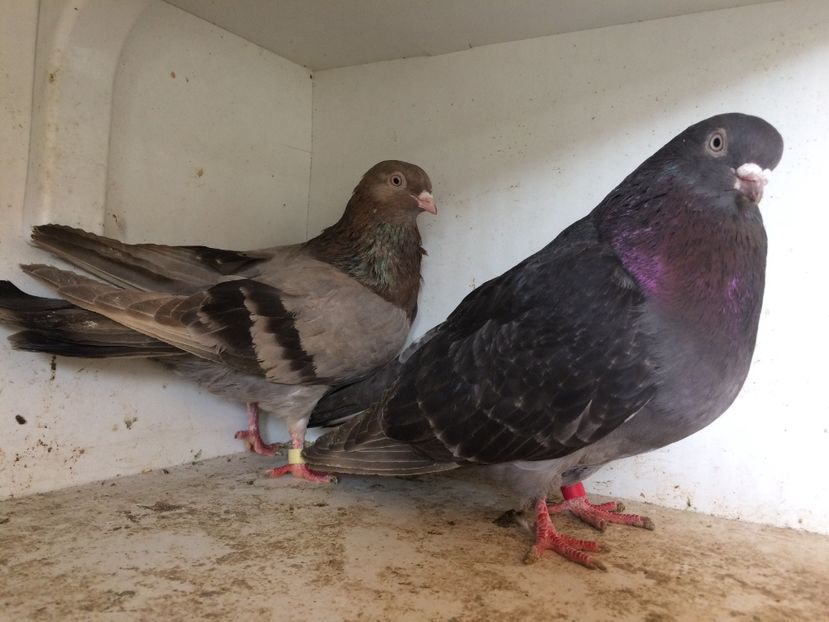 5 - 1-Perechi pana simpla 2018