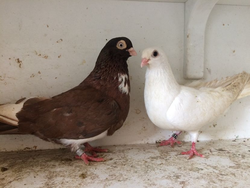 6 - 1-Perechi pana simpla 2018