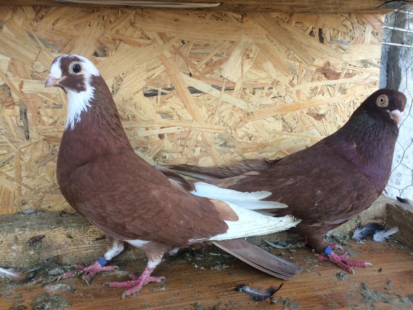 7 - 1-Perechi pana simpla 2018