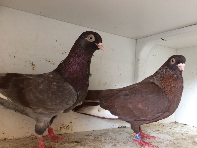 8 - 1-Perechi pana simpla 2018