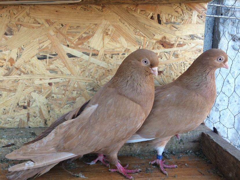 9 - 1-Perechi pana simpla 2018