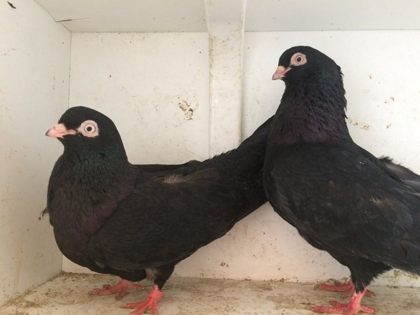 10 - 1-Perechi pana simpla 2018