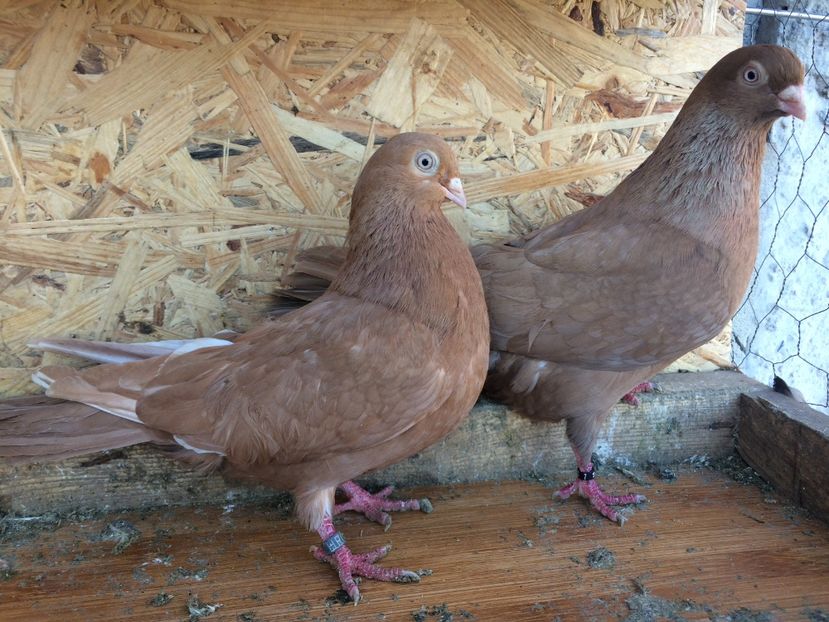 11 - 1-Perechi pana simpla 2018