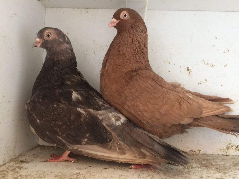 12 - 1-Perechi pana simpla 2018