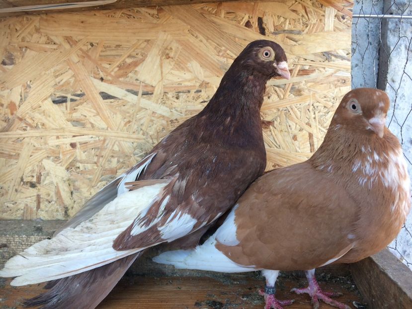 16 - 1-Perechi pana simpla 2018