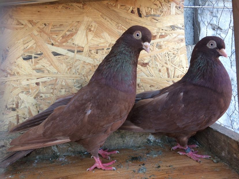 17 - 1-Perechi pana simpla 2018