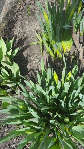  - Flori grădină primăvara 2018