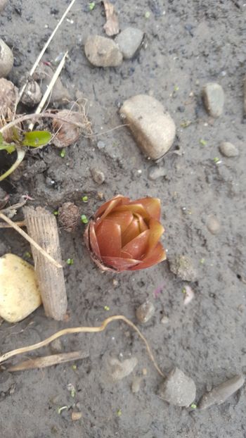  - Flori grădină primăvara 2018