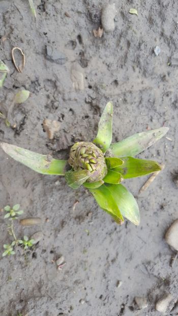  - Flori grădină primăvara 2018