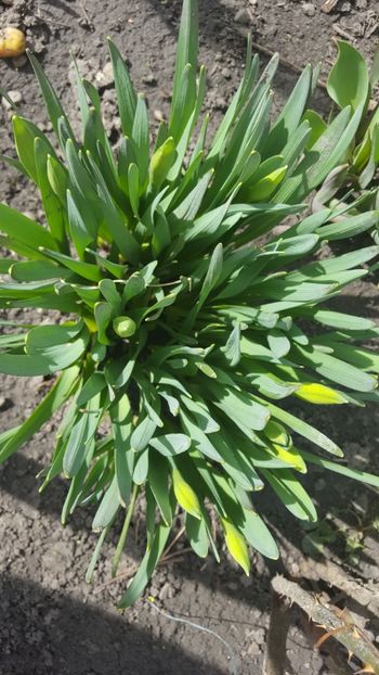  - Flori grădină primăvara 2018