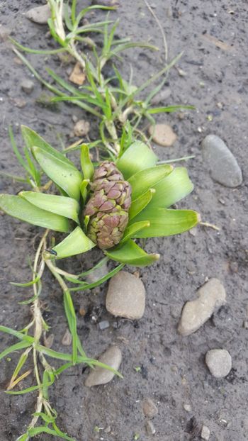  - Flori grădină primăvara 2018