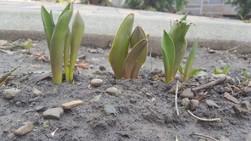  - Flori grădină primăvara 2018