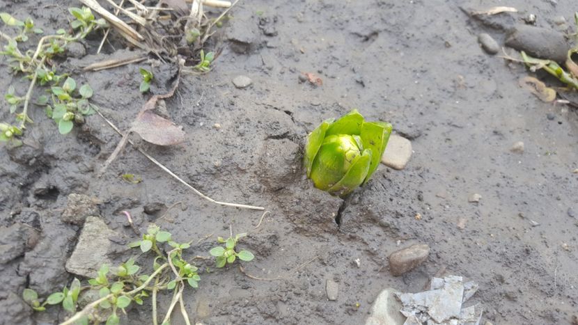  - Flori grădină primăvara 2018