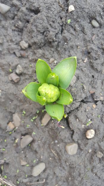  - Flori grădină primăvara 2018