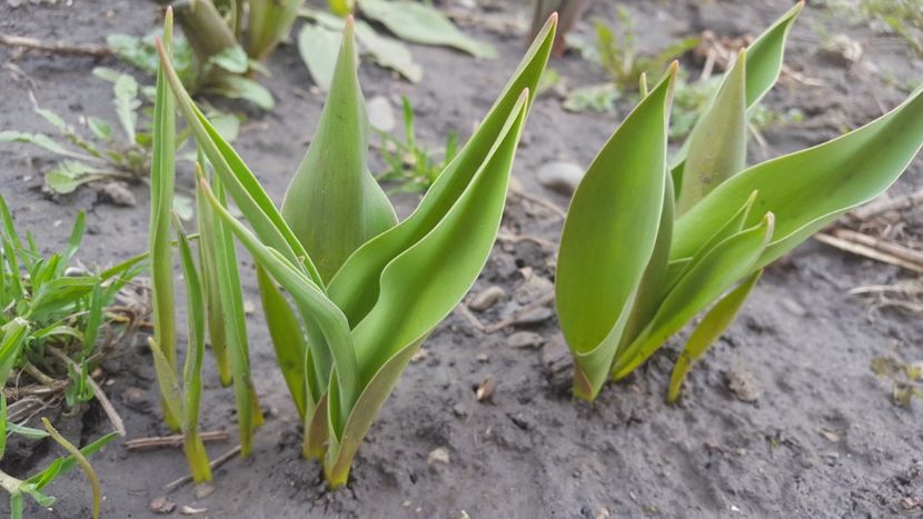  - Flori grădină primăvara 2018