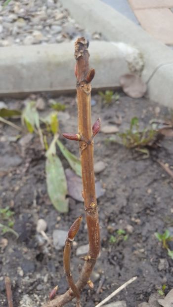  - Flori grădină primăvara 2018