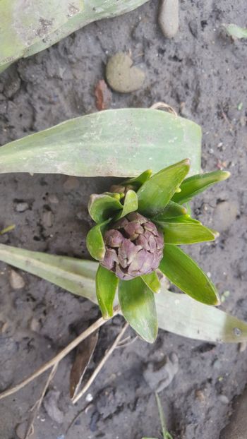  - Flori grădină primăvara 2018