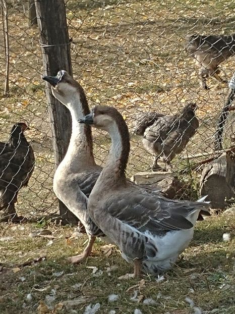 20171021_162533_HDR - GASTE AFRICANE si gaste romanesti