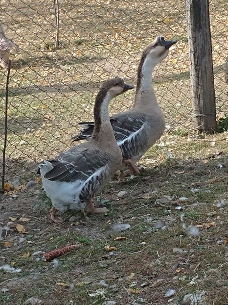 20171021_162702_HDR - GASTE AFRICANE si gaste romanesti