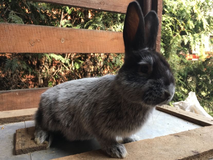 31.03.18 M - 2 Cuib 05-01-2018 - 5 pui