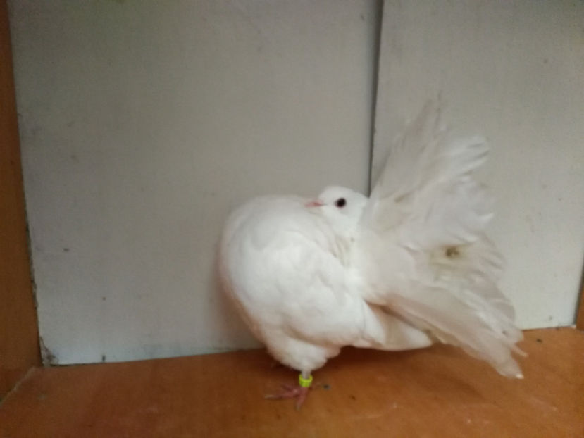 F. 4 2017 - Porumbei  vinduti