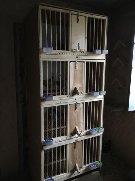  - Boxe reproducție Voliere