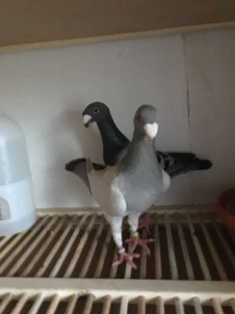  - Boxe reproducție Voliere