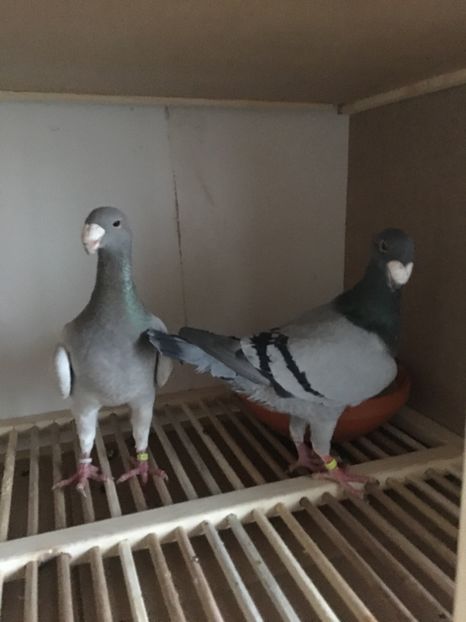  - Boxe reproducție Voliere