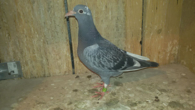 Klaus Stieneker x Apopei Lucian  Loc.17 finala si 25 AS superstar     2015 - Columbodrom Suprem 2018