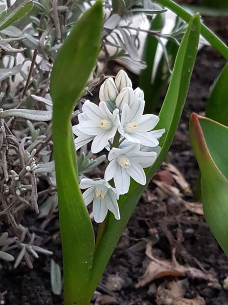 Puschkinìa - Martie 2018