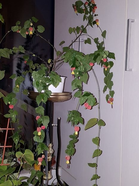  - Abutilon