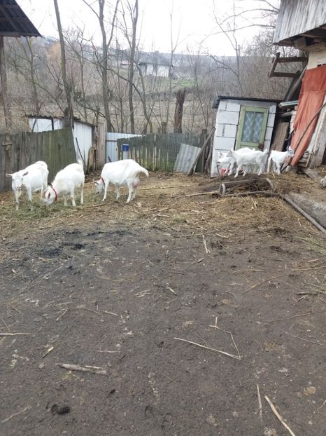  - Capre saanen si ieduti 2018