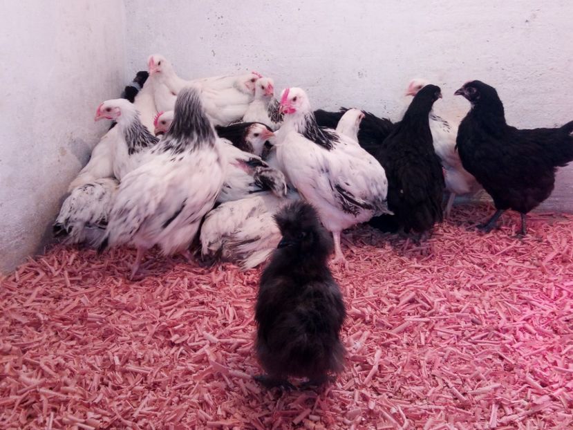  - Gaini susex de vanzare