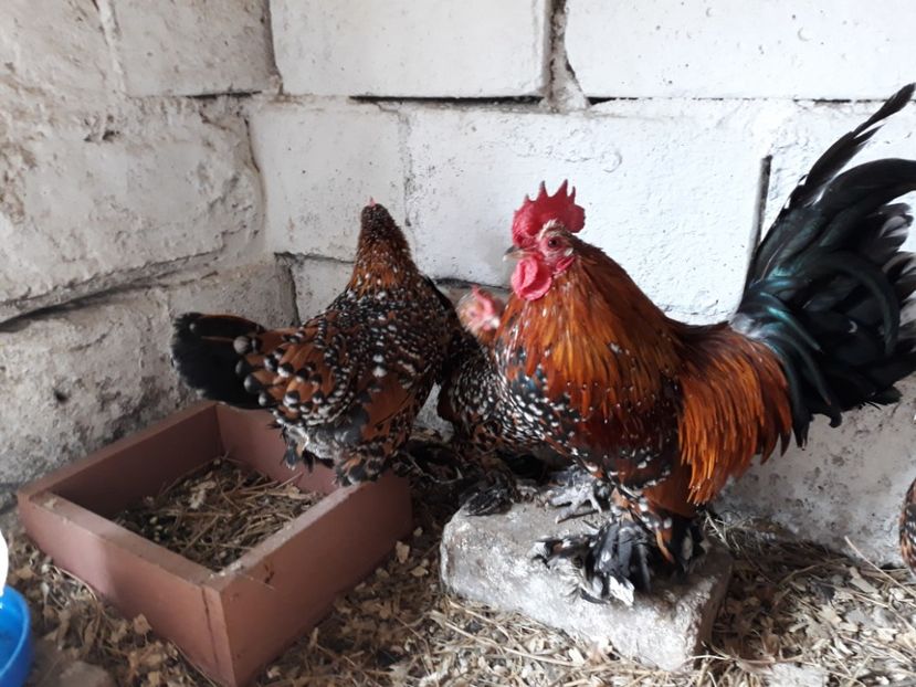  - Mii de Flori Porțelan Matca 2018