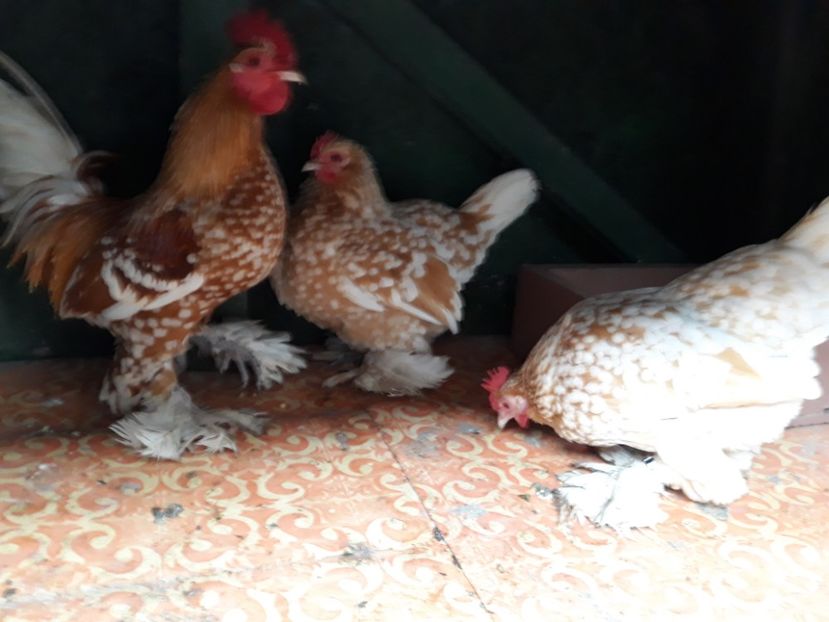  - Mii de Flori Galben -Alb2018 Fam2