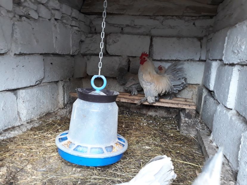  - Mii de Flori Isabel Matcă 2018