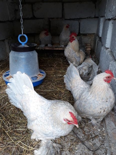  - Mii de Flori Isabel Matcă 2018