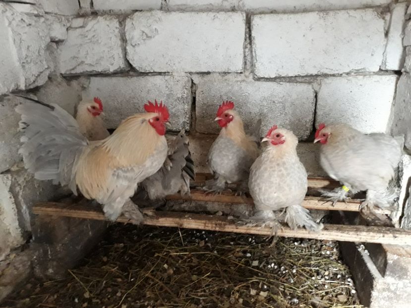  - Mii de Flori Isabel Matcă 2018