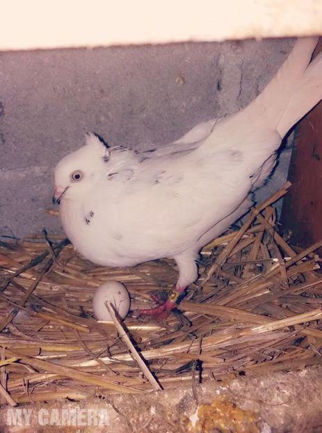 Primul ou pe 2018 - Jucători de Amara maturi 2018