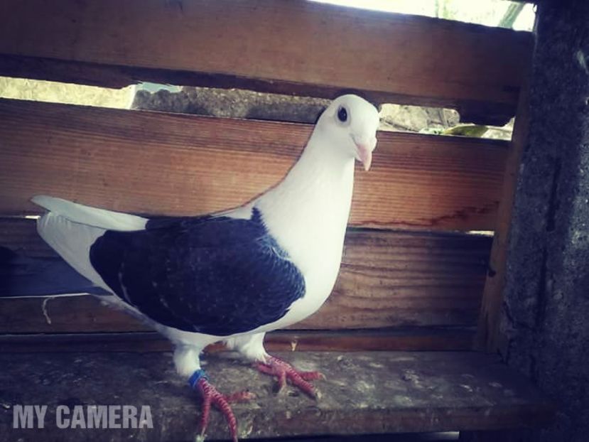 Capacit pe negru coadă neagră - Porumbei Voiajori de ornament și culoare
