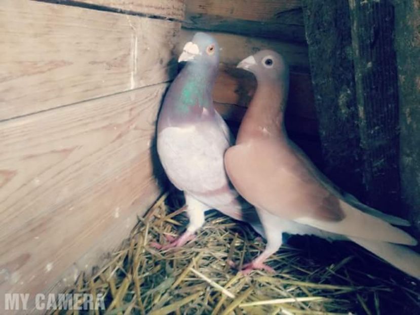 Voiajori năsoși-proiect de culoare - Porumbei Voiajori de ornament și culoare