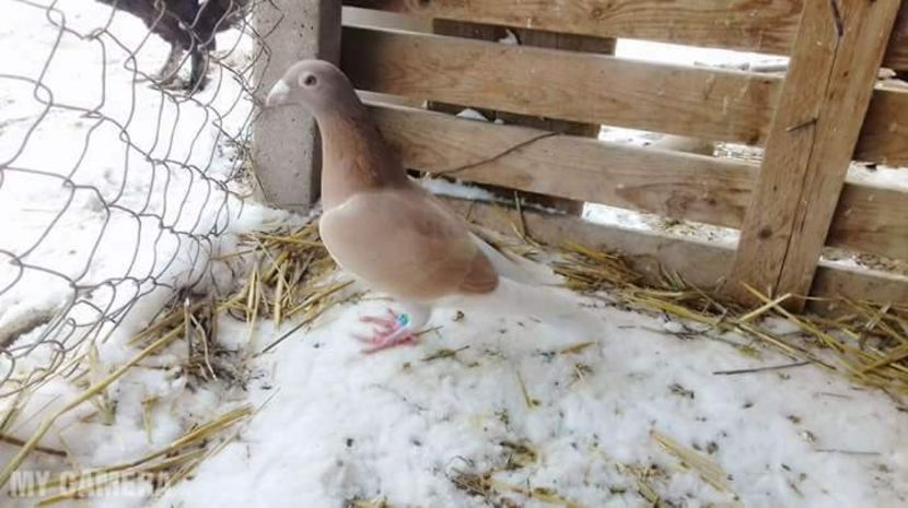 Femelă roşu cenuşiu diluată - Porumbei Voiajori de ornament și culoare