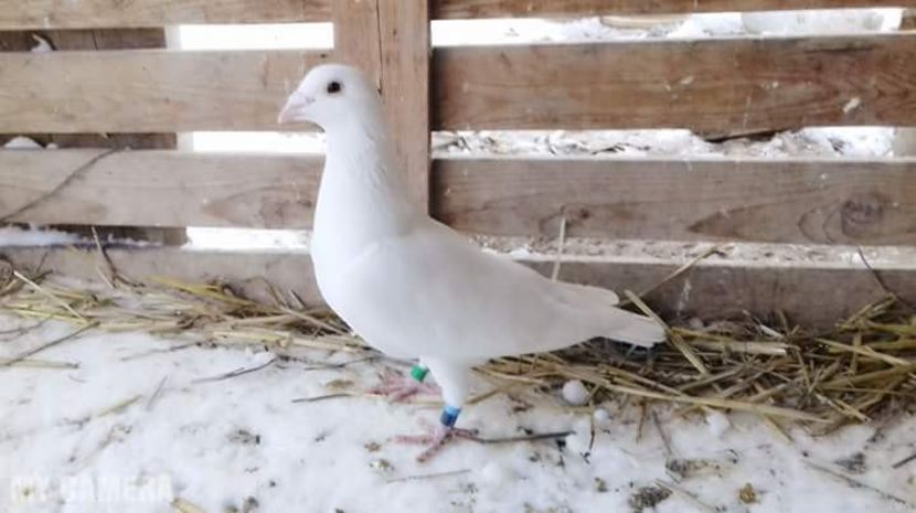 Femelă albă revesiv - Porumbei Voiajori de ornament și culoare