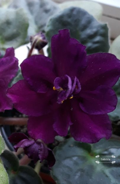 Rebel-s Flaming Star - AA violete africane de colectie