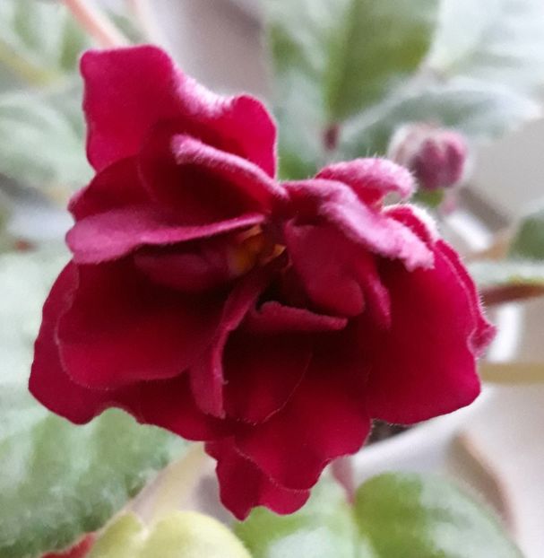 Ek Sadi Semiramidi - AA violete africane de colectie