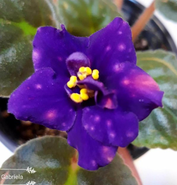 Bliznecy - AA violete africane de colectie